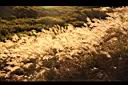 高山芒-實00.jpg