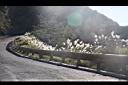 高山芒31.jpg