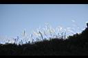 高山芒34.jpg