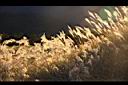 高山芒42.jpg