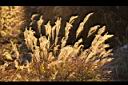 高山芒49.jpg