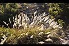 高山芒59.jpg