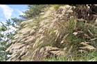 高山芒67.JPG
