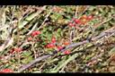 高山薔薇-紅實1.jpg