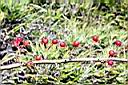 高山薔薇-紅實2.jpg