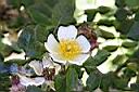 高山薔薇-花10.jpg
