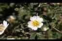 高山薔薇-花12.jpg