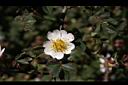 高山薔薇-花14.jpg