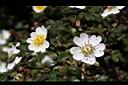 高山薔薇-花15.jpg