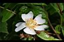 高山薔薇-花2.jpg