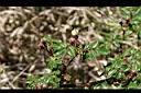 高山薔薇-花苞4.jpg