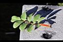 高山薔薇-葉正1.jpg