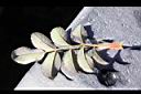 高山薔薇-葉背.jpg