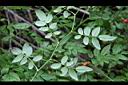高山薔薇-葉背0.jpg