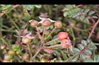 高山薔薇-宿萼2.jpg