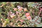 高山薔薇-宿萼3.jpg
