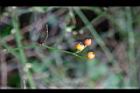高山薔薇-實07.jpg