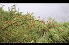 高山薔薇-紅實8.jpg