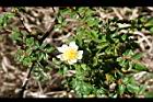 高山薔薇-花01.jpg