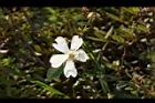高山薔薇-花03.JPG