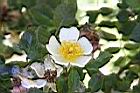 高山薔薇-花04.jpg