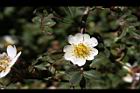 高山薔薇-花05.jpg