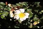 高山薔薇-花07.jpg