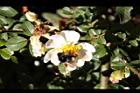 高山薔薇-花12.jpg