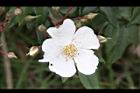 高山薔薇-花22.jpg