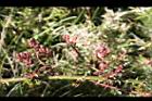 高山薔薇-花苞5.jpg