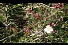 高山薔薇-花苞7.jpg
