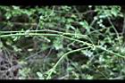 高山薔薇-莖.jpg