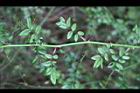 高山薔薇-莖2.jpg