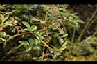 高山薔薇-葉09.JPG