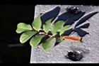 高山薔薇-葉正0.jpg