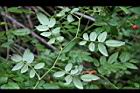 高山薔薇-葉背1.jpg