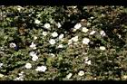 高山薔薇10.jpg