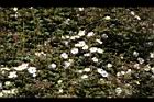 高山薔薇13.jpg