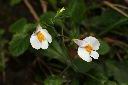 高山通泉草-花01.JPG
