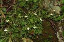 高山通泉草01.JPG