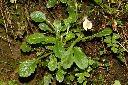 高山通泉草06.JPG