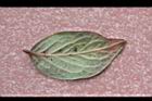 高山鐵樹-葉背6.JPG