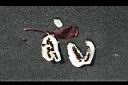 高山雙蝴蝶-種子00.jpg