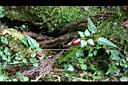 高山雙蝴蝶00.jpg