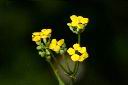 高氏柴胡-花17.JPG