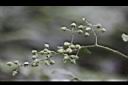 高粱泡-花苞00.jpg