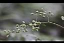 高粱泡-花苞01.jpg