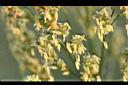 高粱-雄花01.JPG