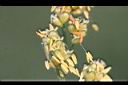 高粱-雌花01.JPG