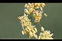 高粱-雌花02.JPG